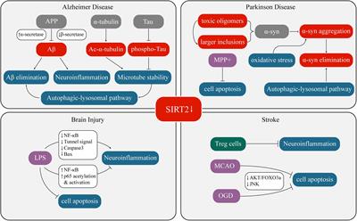 Sirtuin 2 (SIRT2): Confusing Roles in the Pathophysiology of Neurological Disorders